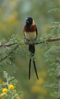 Eastern Paradise-Whydah p.560