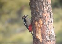 Great Spotted Woodpecker Dendrocopos major 오색딱따구리