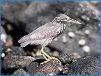 Green-backed Heron- Butorides striatus