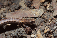 : Batrachoseps attenuatus; California Slender Salamander