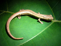 : Bolitoglossa striatula