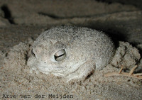 : Breviceps macrops; Desert Rain Frog