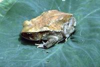 : Bufo brauni