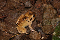 : Craugastor megacephalus