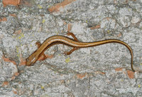 : Eurycea cirrigera; Southern Two-lined Salamander