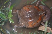 : Kaloula taprobanica; Sri Lankan Bullfrog