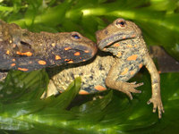 : Paramesotriton chinensis; Chinese Warty Newt