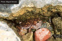 : Phrynomantis annectens; Marbled Rubber Frog