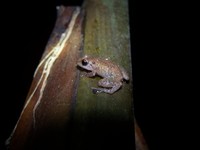 : Pristimantis diastema; Tink Frog