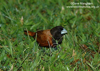 : Lonchura malacca; Chestnut Munia