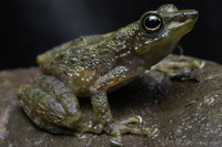 : Staurois tuberilinguis