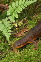 : Taricha granulosa; Rough-skinned Newt