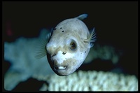 : Arothron nigropunctatus; Blackspotted Puffer