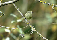 : Regulus calendula; Ruby-crowned Kinglet