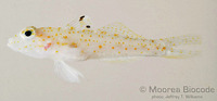 : Coryphopterus duospilus