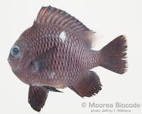 : Dascyllus trimaculatus