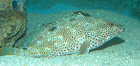 : Epinephelus adscensionis; Rock Hind