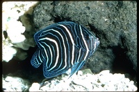 : Pomacanthus sp.; Angelfish