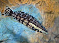 : Serranus tigrinus; Harlequin Bass