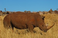 : Ceratotherium simum simum; Southern White Rhinoceros