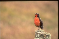 : Sturnella loyca falklandica; Long Tailed Meadowlark