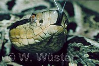 : Bothrops jararacussu; Jararacussu