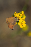 : Callophrys augustinus; Brown Elfin