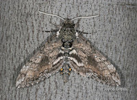 : Manduca sexta; Tomato Hornworm