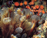: Distaplia smithi
