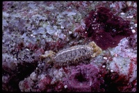 : Mopalia muscosa; Mossy Chiton