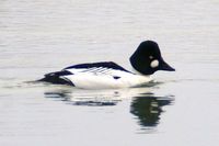 ...This photo of a Common Goldeneye Drake was taken during the early morning hours on the Missouri 