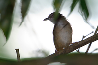 Abbott's Babbler (Malacocincla abbotti)