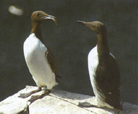 Common Guillemots Uria algae, Isle of May, Fife, 2005, Mike Harris