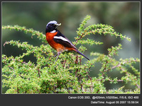 Phoenicurus schisticeps White-throated Redstart 白喉紅尾鴝 078-086