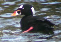 Surf Scoter - Tony Mainwood