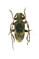 シラオビゴマフケシカミキリ 2 exs. Exocentrus guttulatus