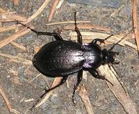 Carabus nemoralis - Wood Carabid