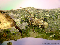 Exocentrus adspersus