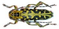 Saperda scalaris scalaris