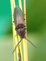 Ctenicera cuprea
