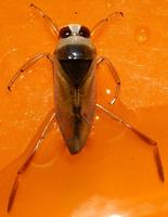 Notonecta glauca - Water Boatman