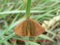 Lythria purpuraria - Purple-barred Yellow