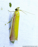 Oncocera semirubella