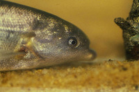 Marcusenius senegalensis senegalensis, : fisheries