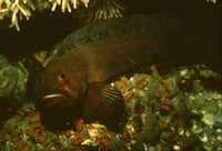 Bathymaster caeruleofasciatus, Alaskan ronquil: