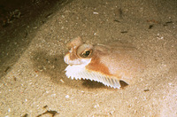 Pleuronichthys decurrens, Curlfin sole: fisheries, gamefish