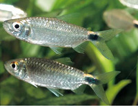 Brycinus brevis, : fisheries