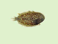 Parachirus xenicus, Dwarf sole: