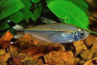Moenkhausia dichroura, Bandtail tetra: aquarium