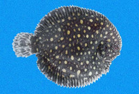 Trinectes fimbriatus, Fringed sole: